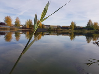 reeds in the lake