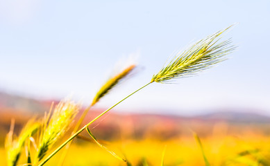 Closeup view of young barely plant on field in Germany