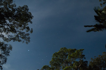 Stars between moonlight trees