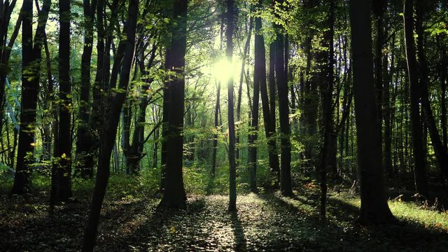 precioso amanecer en bosque aleman