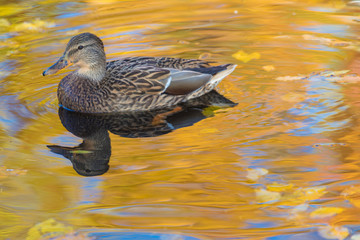 The duck or drake in the city lake or the pound swimming in the water colored in yellow, red and orange 