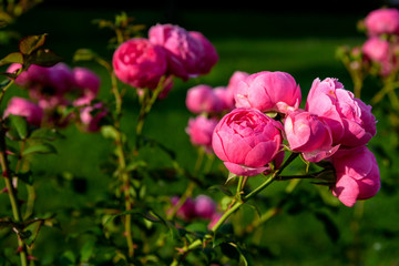 Pink Roses