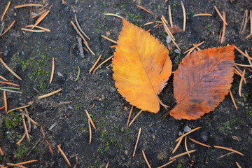 autumn leaves yellow, brown, slowly turning yellow on a branch, background, copy spase