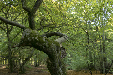tree in forest