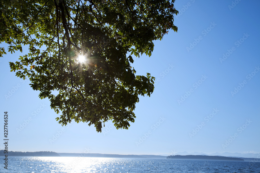 Wall mural tree and blue sky