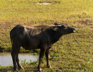 Buffalo grazing in marshy swamp area Reservoir