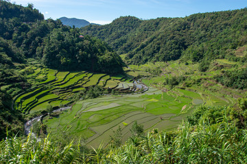 Fototapeta na wymiar Banaue rice terraces