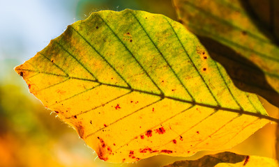 Closeup view of colorful leave in fall
