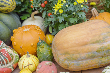 Autumn harvest of pumpkins. Autumn still life with colorful pumpkins on wooden table. 