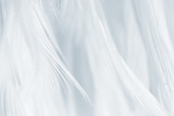 Obraz premium Beautiful white gray colors tone feather texture background 