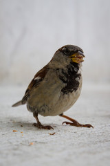 A sparrow