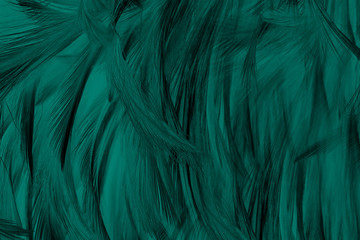 Beautiful dark green turquoise vintage color trends feather texture background 