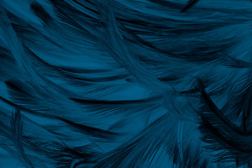 Beautiful dark blue vintage color trends feather texture background 
