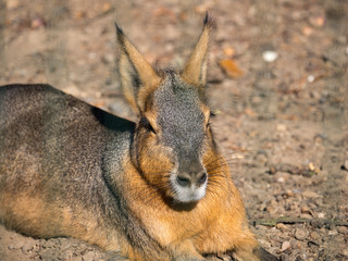 Mara