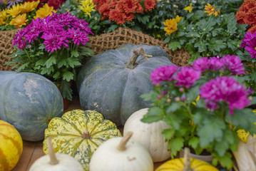 Autumn harvest of pumpkins. Autumn still life with colorful pumpkins on wooden table. 