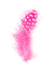 Beautiful pink magenta feather isolated on white background
