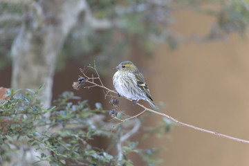 サルスベリにとまるマヒワ雌
