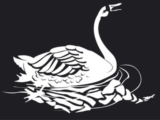 cygne voguant sur l'eau en noir et blanc