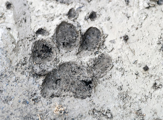 Naklejka premium impronta di animale