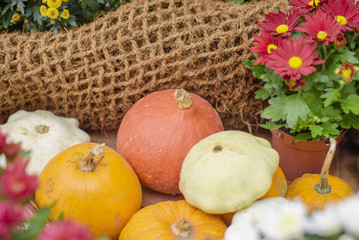 Autumn harvest of pumpkins. Autumn still life with colorful pumpkins on wooden table. 