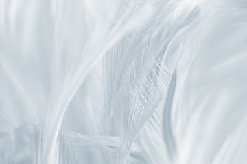Fototapeta premium Beautiful white gray colors tone feather texture background 