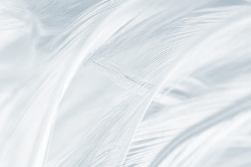 Beautiful white gray colors tone feather texture background 