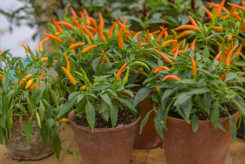Fototapeta na wymiar bush of chilli pepper in pot