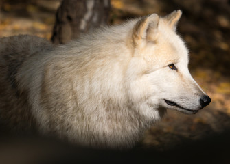 Obraz premium Loup arctique