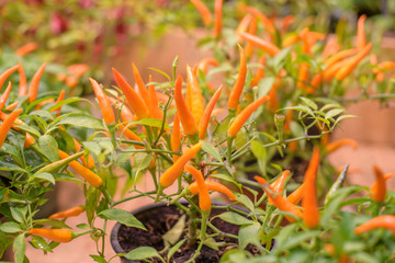 bush of chilli pepper in pot