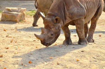 Fototapeta premium Black Rhino
