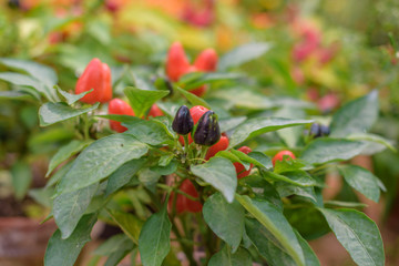 bush of chilli pepper in pot