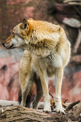 Grey wolf (canis lupus) on wooden log looking to the left