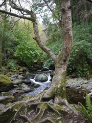 Baum am Fluss
