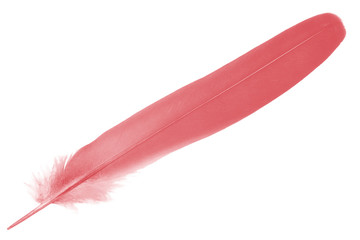 Beautiful red maroon feather isolated on white background 