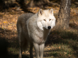 Loup arctique