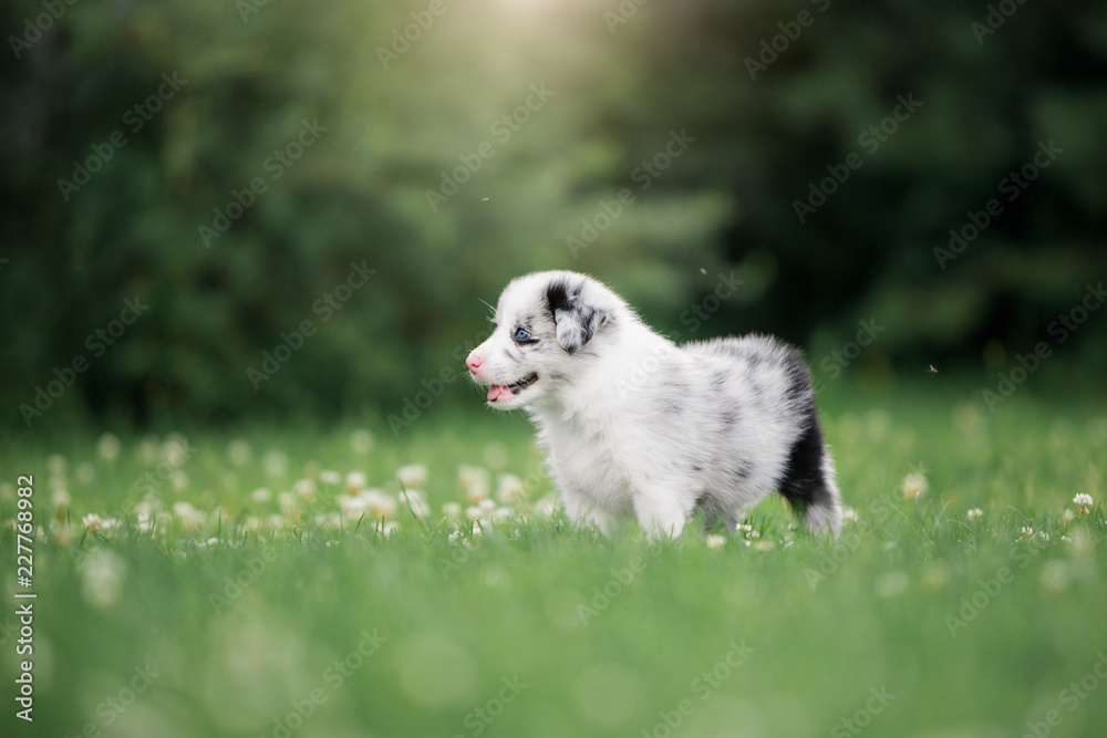 Wall mural puppy border collie walking on the grass