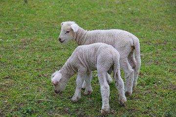 Fototapeta premium sheeps in field
