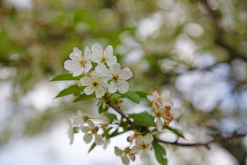 pear-tree in spring