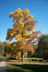 large maple tree with golden and red autumn leaves in a sunny park against the blue sky