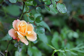 Obraz premium pink rose in the garden