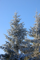 tree in snow