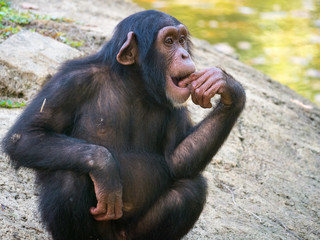 Chimpanz&eacute;