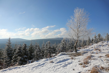 winter landscape with trees and snow