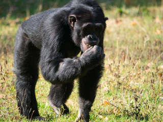 Chimpanzé