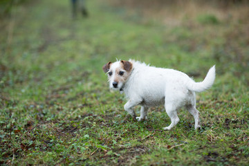 jack russel