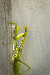 praying mantis from family Sphondromantis probably Spondromantis viridis, close-up outdoor in natural background