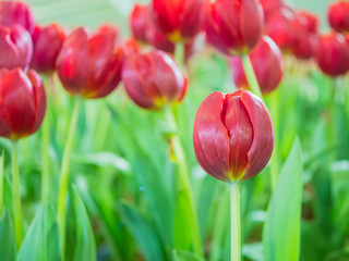 Beautiful Tulips, Darwin Hybrid Red Tulips in a flowerbed