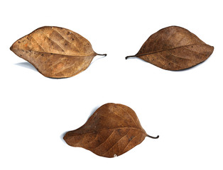 Fototapeta premium Stress and closed eyes , I want to relax , The art of design and putting on white background , Emotions on human face were modeled from dry leaf 