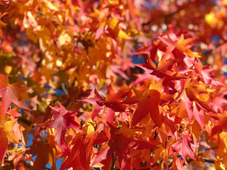 Maple leaves blue sky Autumn red yellow background