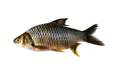 Java barb, Fish isolated on white background , Important aquacultur freshwater species in Thailand
